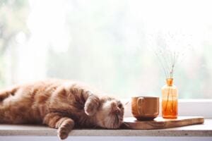 Comfort Zone of Familiar Pain- Why We Become Stuck with Pain maladaptive daydreaming: why the benefits of your excessive daydreaming disappear over time