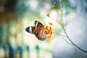 How to Transmute Your Emotional Pain into Healing and Avoid Suffering after Abuse 6 things not to compromise on in a relationship