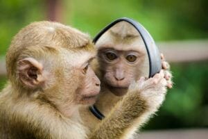 What Motivates Someone to Become A “Flying Monkey” For Someone Else Instead of Standing Up For… healing journey: are you addicted to working on yourself? part 1 What Motivates Someone to Become A “Flying Monkey” For Someone Else Instead of Standing Up For… healing journey: are you addicted to working on yourself? part 1