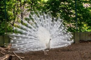 Why Do Narcissists Show Off New Supply? breaking free from labels: navigating relationships without attachment styles Why Do Narcissists Show Off New Supply? breaking free from labels: navigating relationships without attachment styles