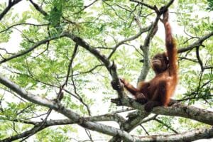 Monkey Branching in Relationships — When Your Partner is Always on the Lookout for New… maladaptive daydreaming: do you need to understand the contents of daydreaming to stop? Monkey Branching in Relationships — When Your Partner is Always on the Lookout for New… maladaptive daydreaming: do you need to understand the contents of daydreaming to stop?