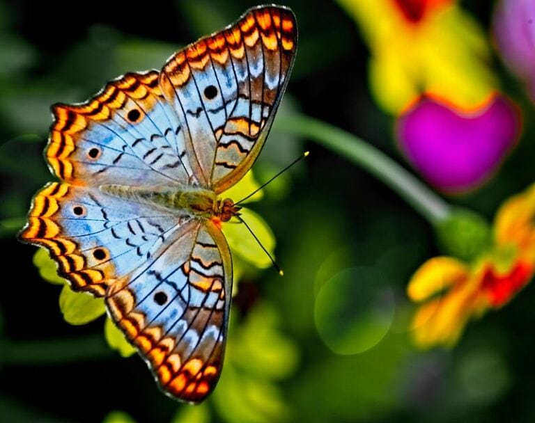 Healing — Are you Transforming or Are you Just Scratching the Surface? how do you know when a narcissist is collapsing and what do you do about it? Healing — Are you Transforming or Are you Just Scratching the Surface? how do you know when a narcissist is collapsing and what do you do about it?