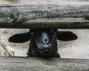 How to Stop Being a Family Scapegoat in Dysfunctional Family Settings 6 things not to compromise on in a relationship